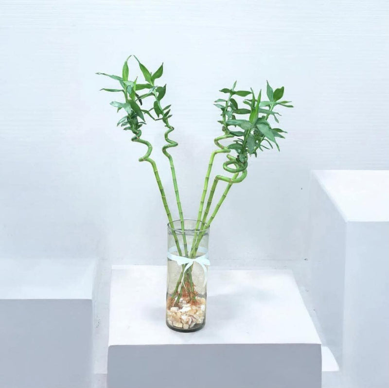 Luxury Bamboo Plant